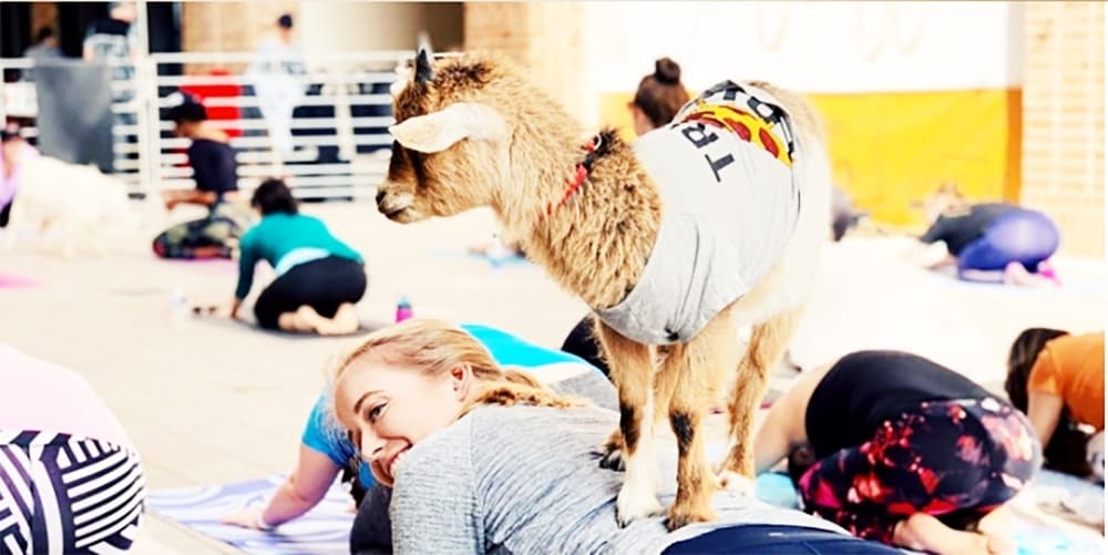 High res Goat Yoga Dallas photo (Courtesy Goat Yoga Dallas)