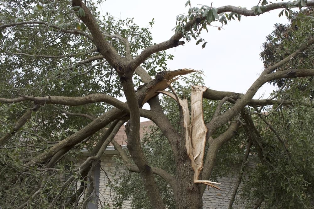Dripping Springs Ranch Park offering free mulch, dirt from winter storm tree debris