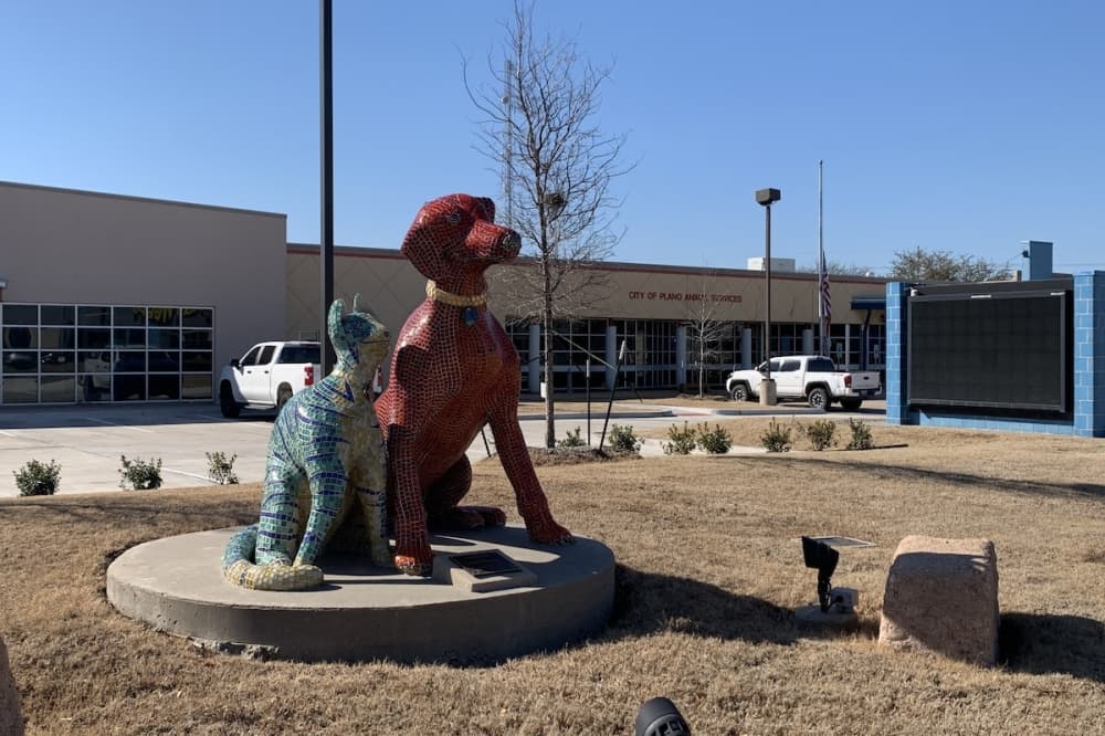 Dog adoptions resume at Plano Animal Shelter