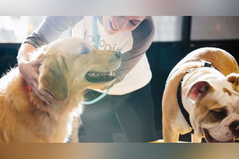 Dogtopia day care embarks on new business in Fulshear