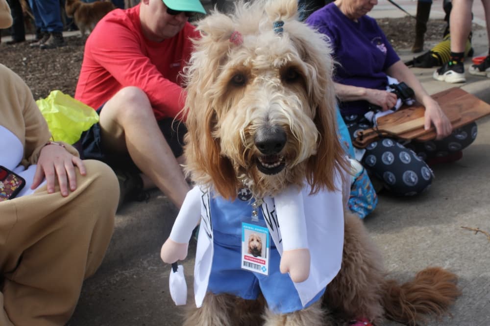 Dog dressed as a doctor
