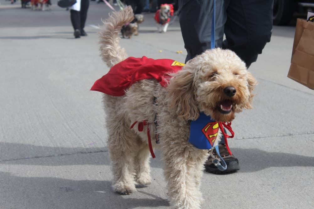 Dog dressed as superman