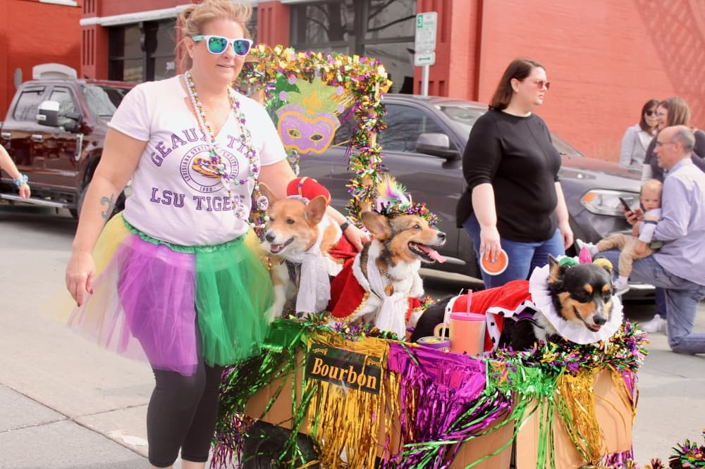 Dogs in Mardi Gras float with their owner walking