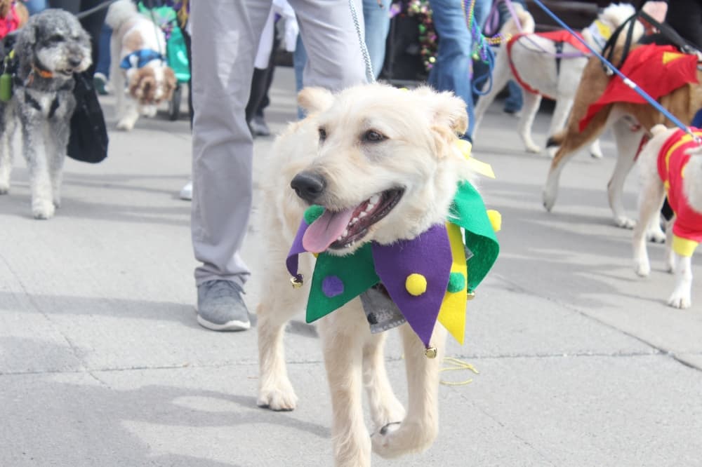 Dog with mardi gras costume