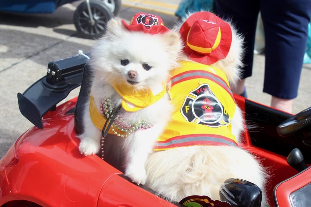 Dog in fireman costume