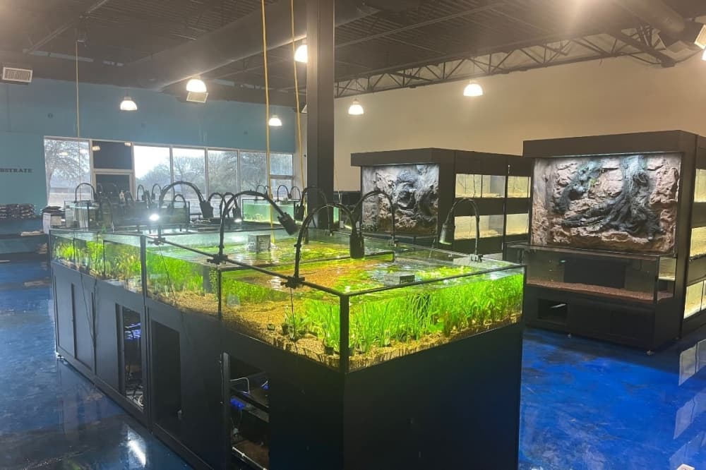 Aquatic Dreams tropical pet shop to offer fish, reptiles in Fort Worth