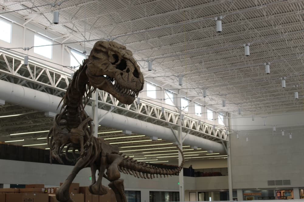 Guests attending the grand opening can meet Rexy, the library's resident 23-foot-tall dinosaur skeleton intended to promote dynamic learning and acts as a gateway to the children’s area. (Colby Farr/Community Impact)