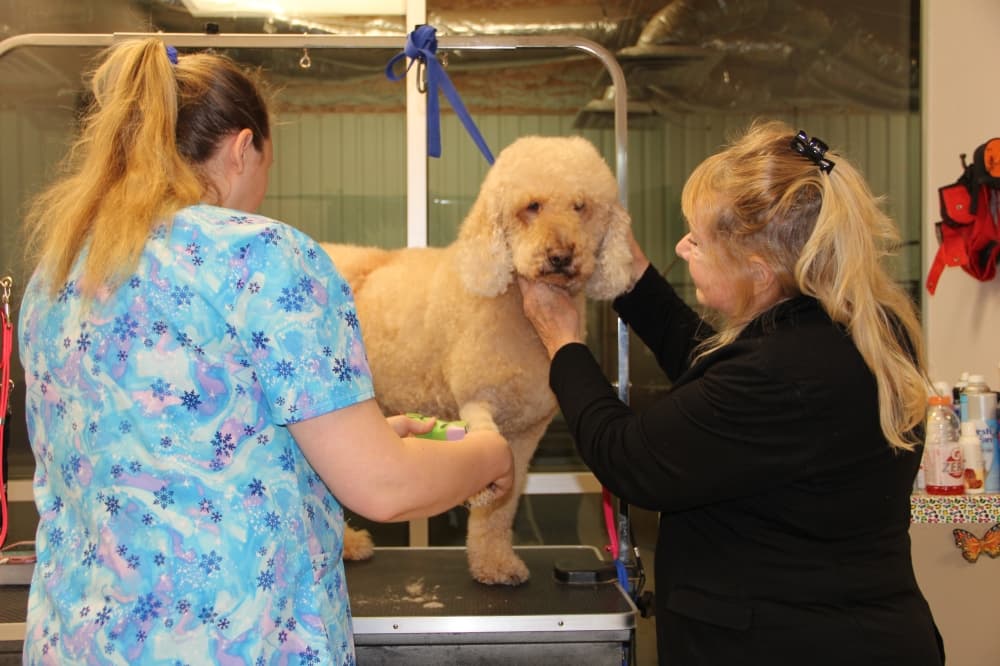 Owner Norma Munoz, pictured right, assists in a grooming session at Fetch Pet Resort in Humble. 