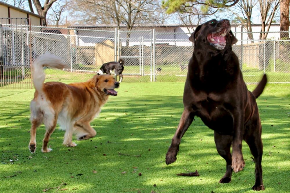 Humble-based Fetch Pet Resort offers boarding, day camp, grooming services