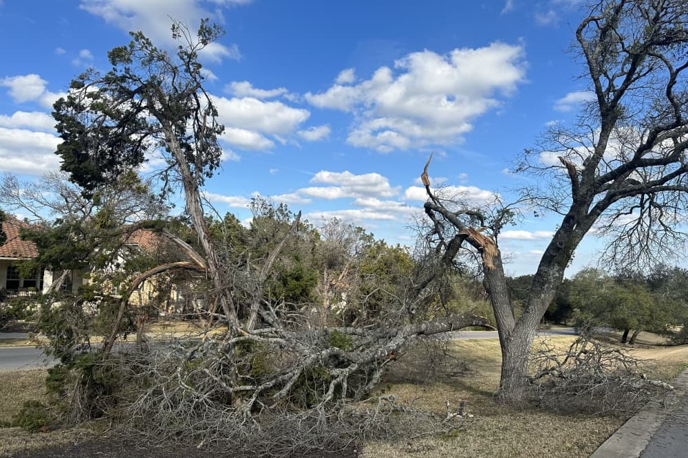 Lake Travis-Westlake officials encourage residents to help with oak wilt prevention after ice storm