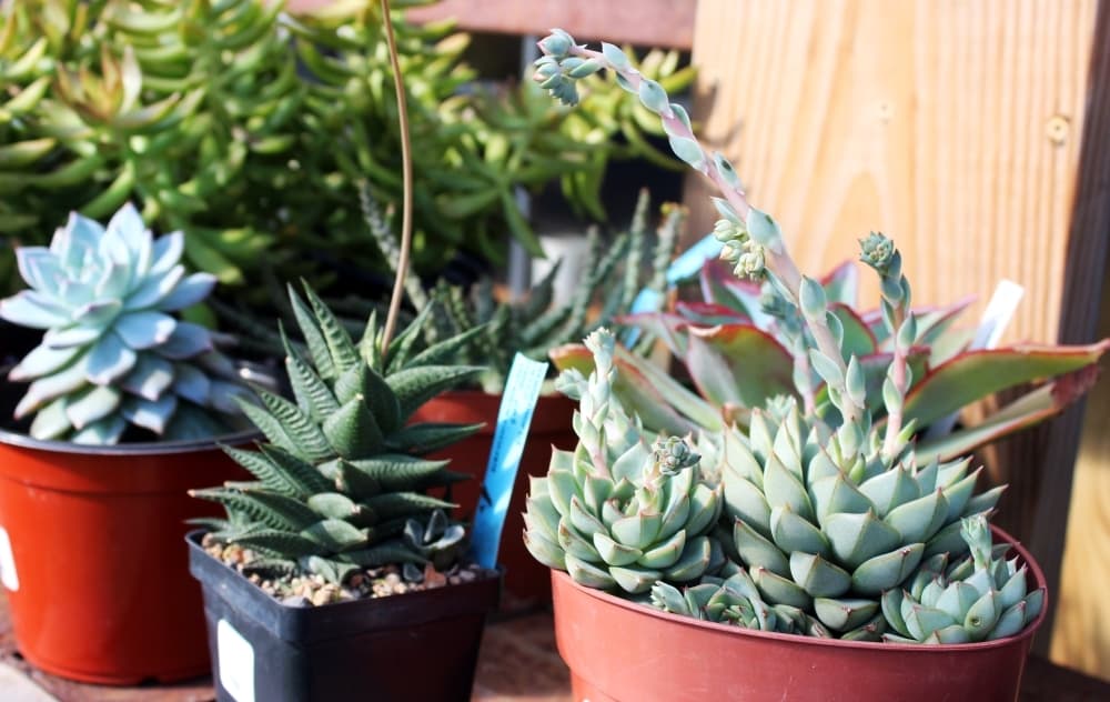 Dawna Schmidt said succulents are trending particularly with their younger gardeners. Prices start at $4.00. (Karen Chaney/Community Impact)
