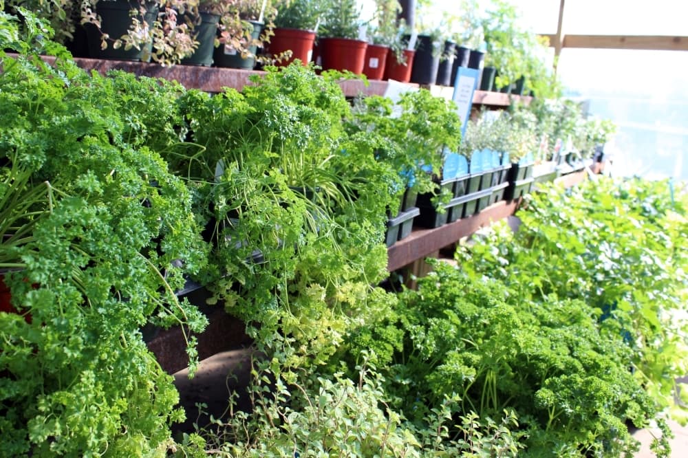 Redenta’s Garden Shop has a wide range of herbs. Prices start at $2.99. (Karen Chaney/Community Impact)