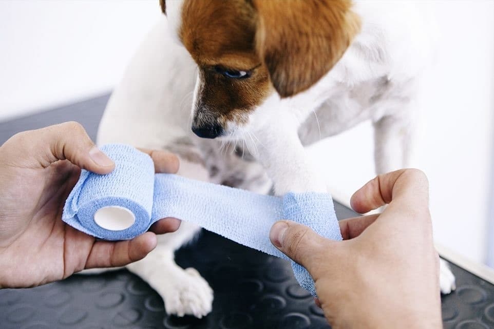 VetCheck offers ‘middleman’ emergency pet care in west Frisco