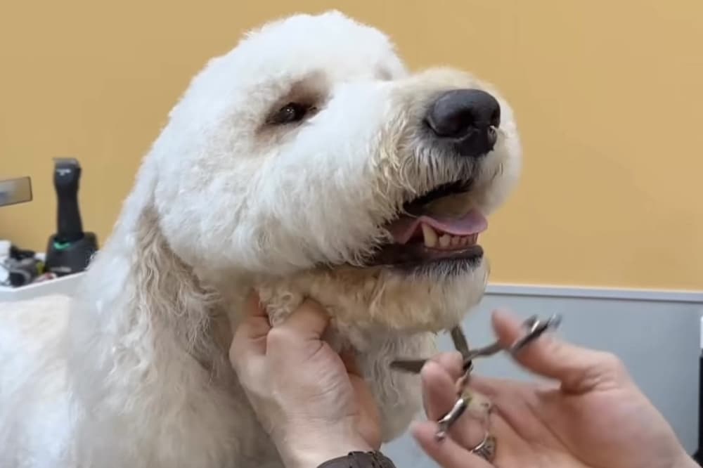 Pet Evolution provides grooming services in west Frisco