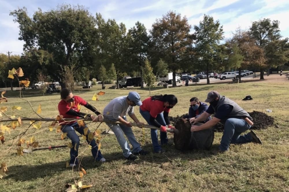 Dallas to plant hundreds of trees across city parks this spring