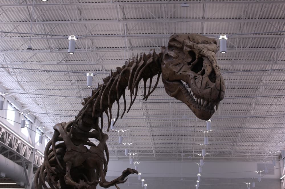 Rexy stands in the middle of the library, seemingly guarding the aisles of books. (Alex Reece/Community Impact)