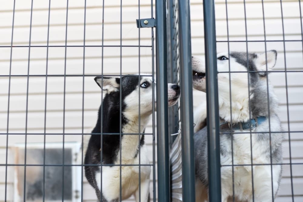 Sugar Land Animal Advisory Board approves new policies on euthanization, sterilization