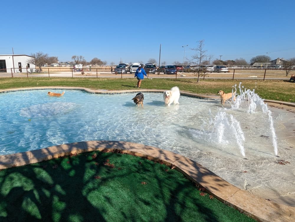 
One of DogJoy’s more unique features is a 30,000-gallon splash park designed specifically for dogs. (Carson Ganong/Community Impact)