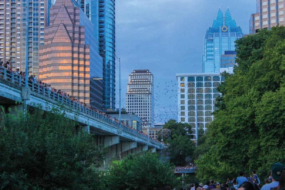 Austin City Council to consider hiring full-time biologist to manage bat population in Austin