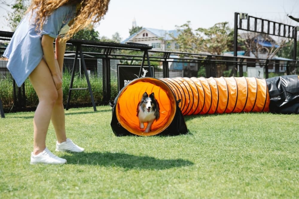 Zoom Room Dog Training to bring classes, workshops to Tomball