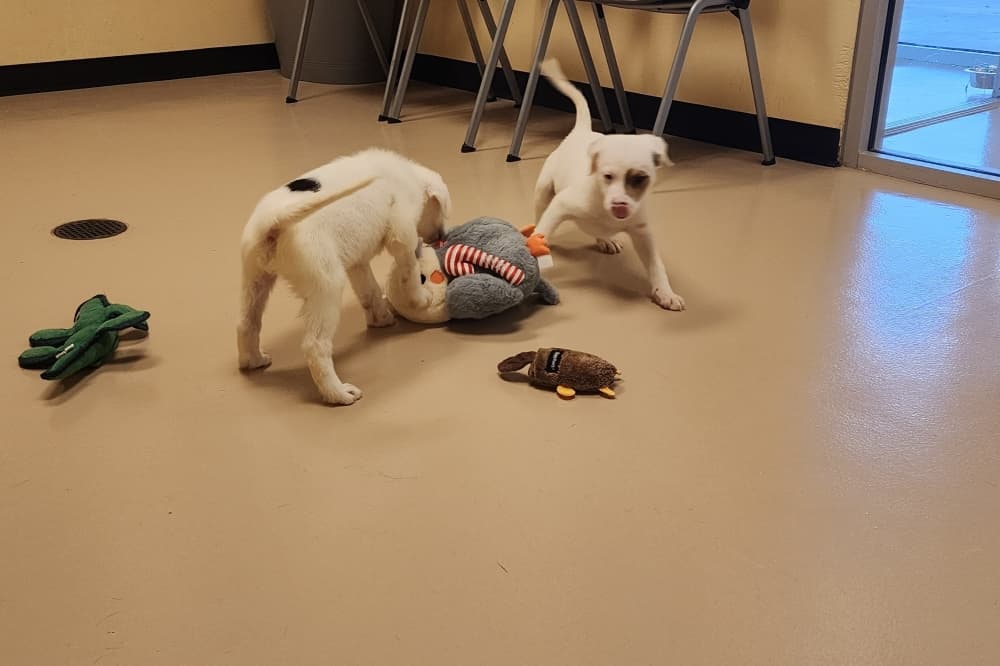 Metrocom animal shelters work to address strays