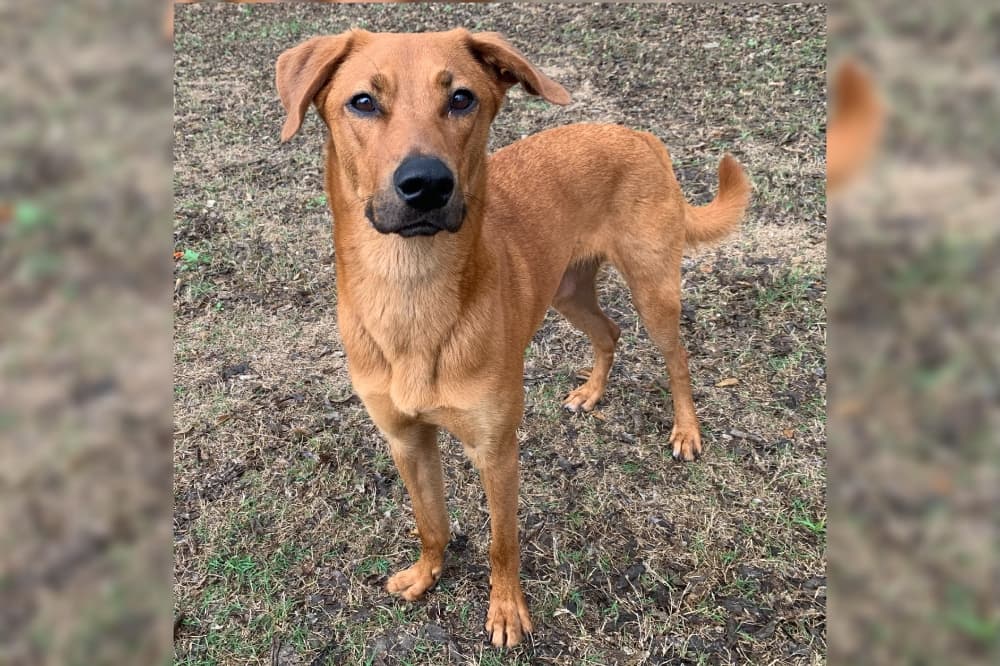 Cibolo City Council approves consulting contract for animal shelter assessment