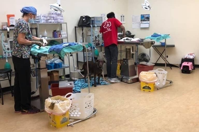 The nonprofit has performed almost 150,000 spay and neuter surgeries since it started 10 years ago. (Courtesy Texas Litter Control)