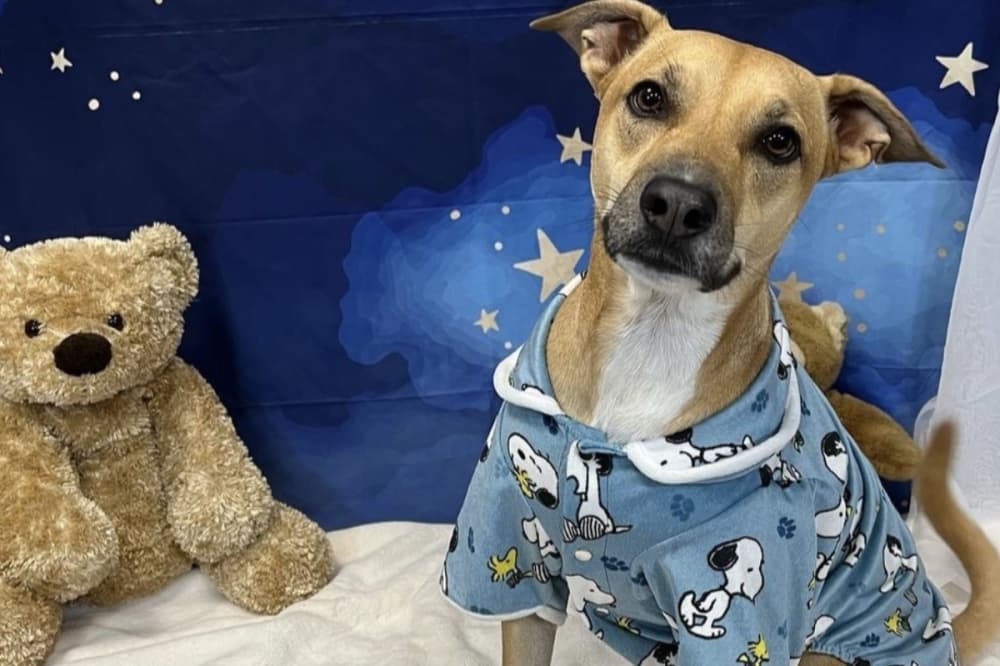 Dogtopia San Antonio opens third north side location