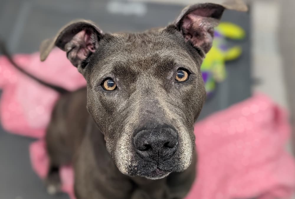 Williamson County, Georgetown considering animal shelter partnership