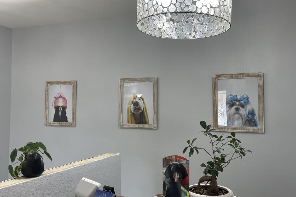 New pet grooming salon opens in the Spicewood community