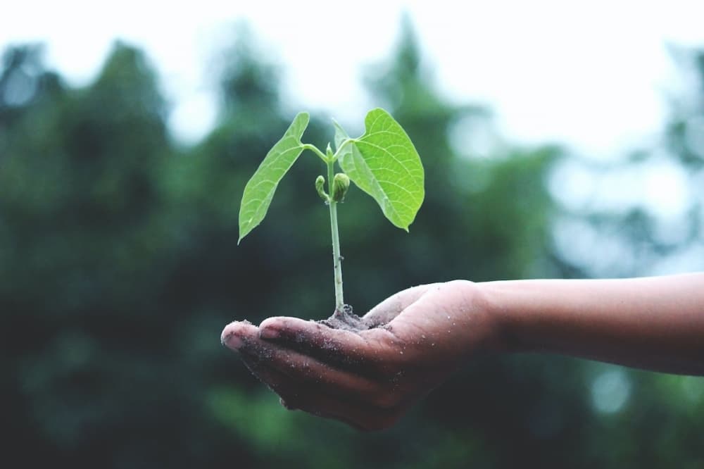 Bay Area Boulevard reforestation project to be held this weekend