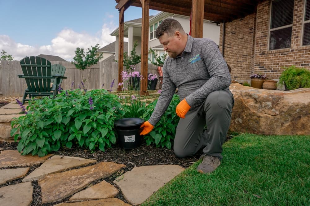 DIY tips from Emerald Lawns: How to get rid of the top 5 uninvited pests