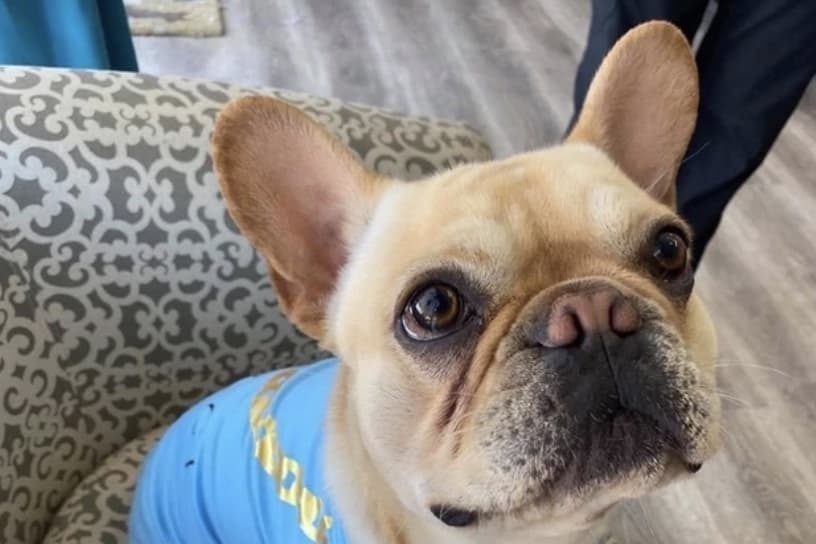 New owner takes over Elite Pet Spa LLC in Georgetown
