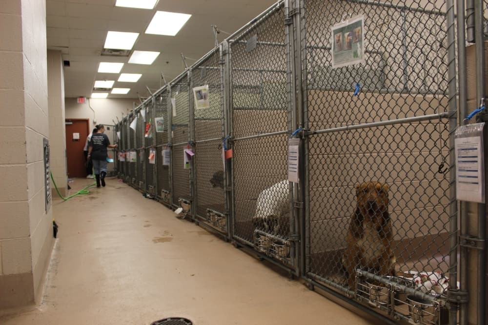 Collin County Animal Services now offering foster pet program