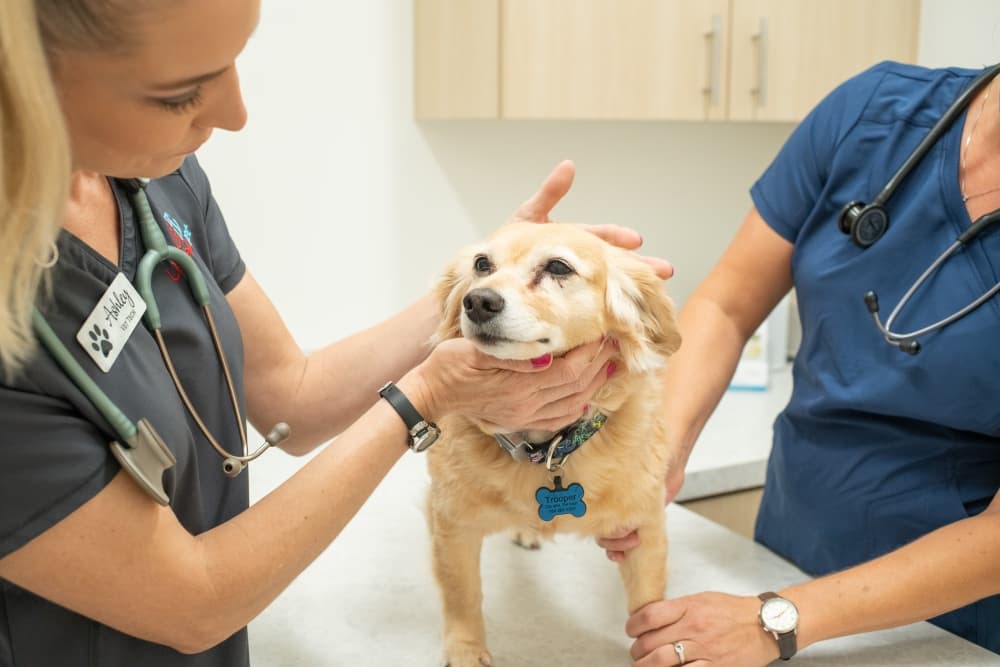 UrgentVet bringing after-hours care to Plano pets