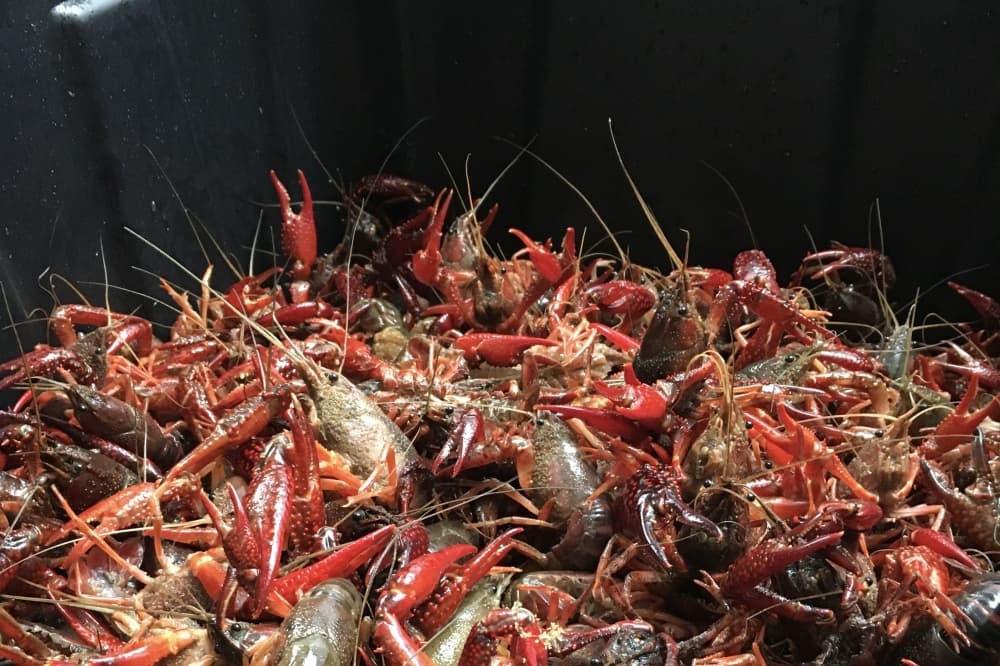 7 events to attend in April in Richardson, including the 11th annual Epiphany Crawfish Boil