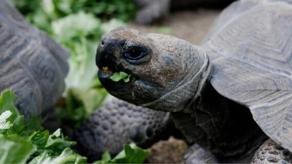 See zoo animals, add to your book collection: 7 events to attend in April