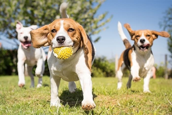 Pet adoption pop-up to take place April 15-16 in River Oaks District