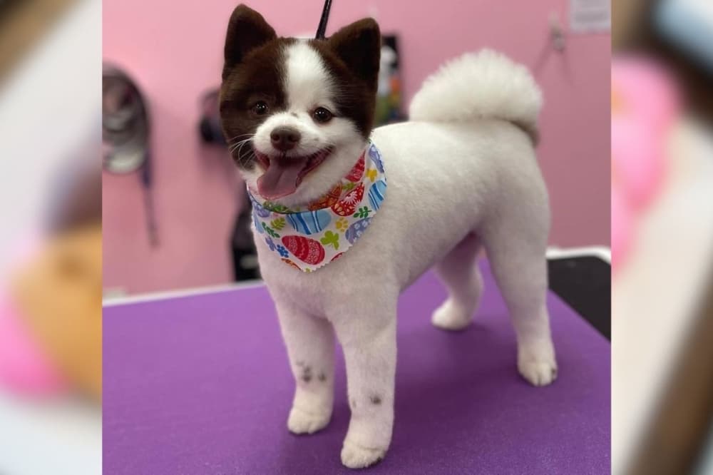 Woof Gang Bakery & Grooming coming to Fulshear
