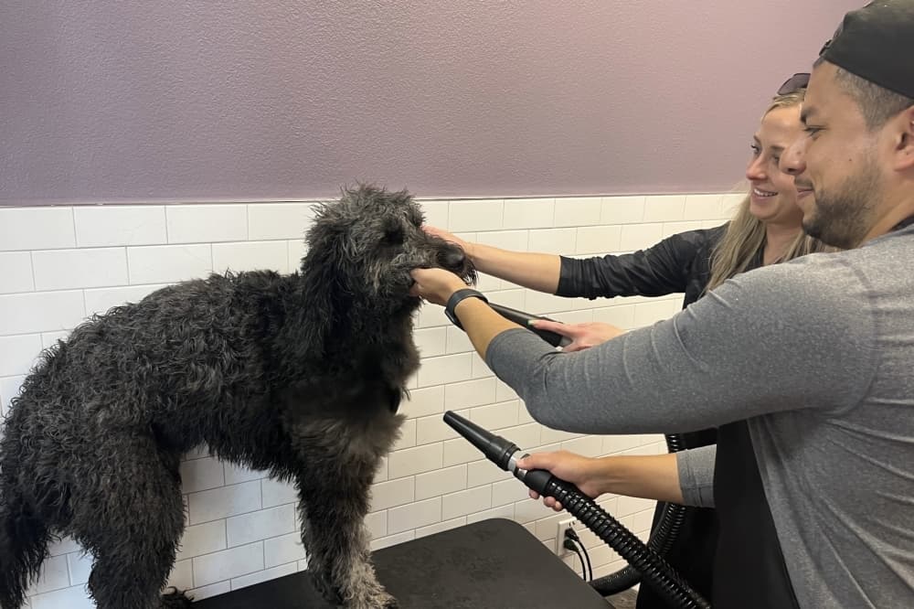 Bubbly Paws grand opening in Keller draws customers on 2, 4 legs