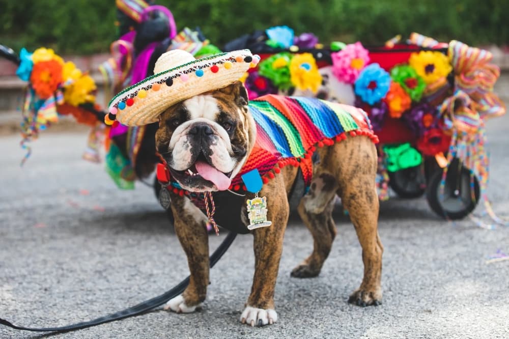 dog wearing a sombrero