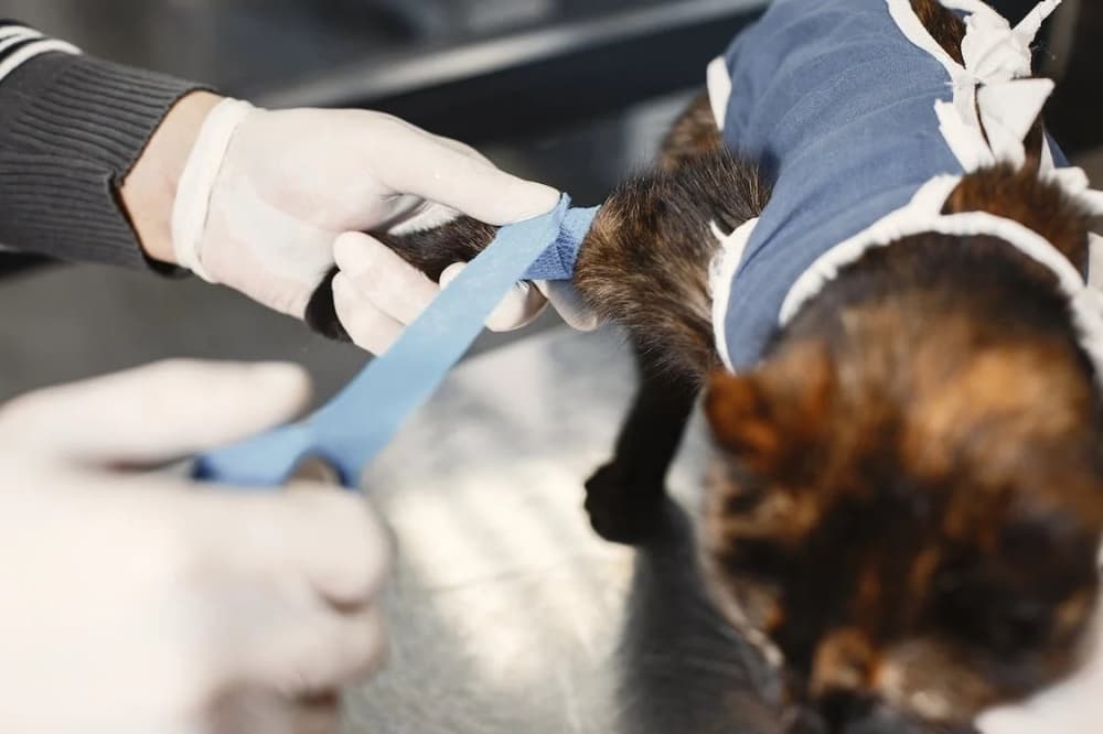 North Dallas Veterinary Emergency & Specialty Hospital to provide walk-in emergency care in west Frisco