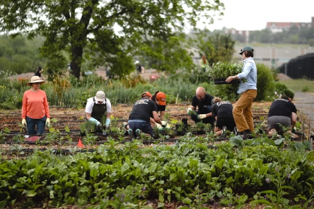 Partnership sets out to transform 4 San Antonio community gardens