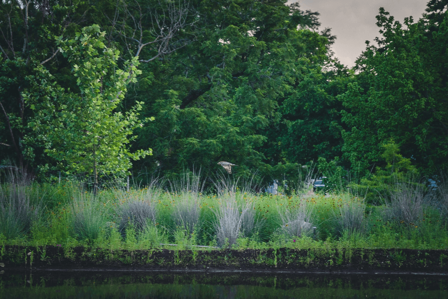 Headwaters at the Comal: Visit the heart and soul of New Braunfels