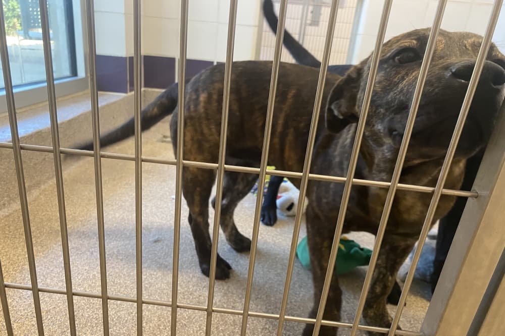 Animal capacity issues continue at shelters in Williamson County, Pflugerville