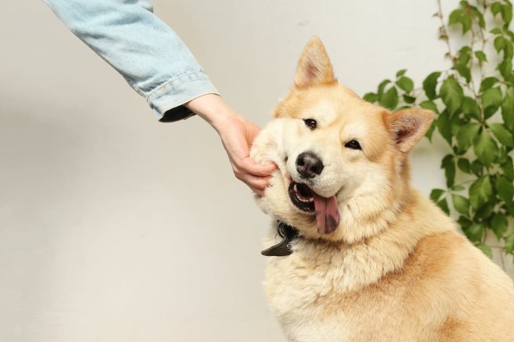 Dogtopia to offer doggy day care, spa services in west Frisco