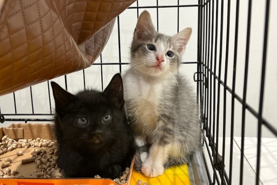 Austin Pets Alive! to offer free cat adoptions at Domain Northside