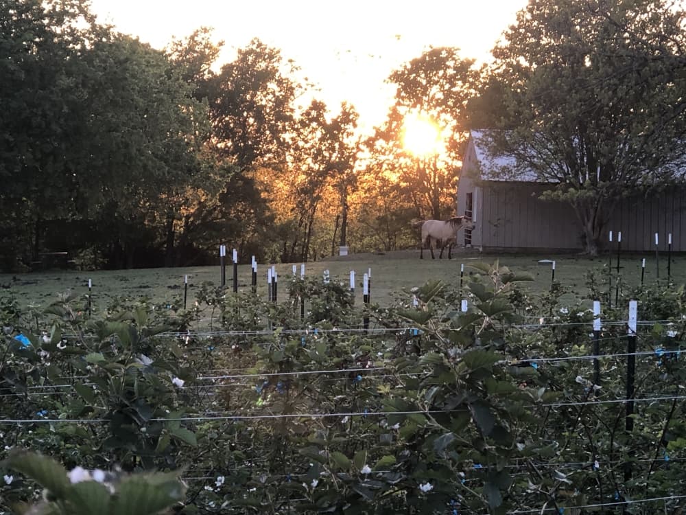 Blackberry plants with a horse and a sunset