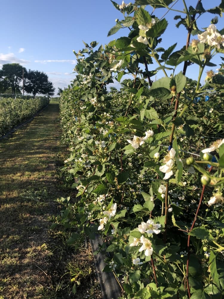 a row of blackberry plants