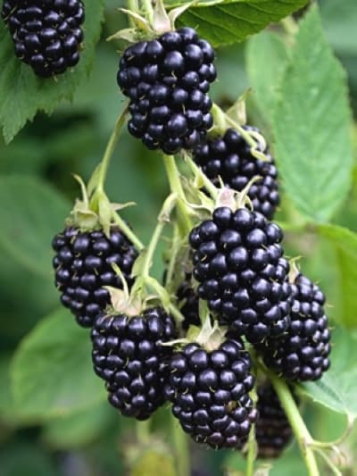 Blackberries on the plant